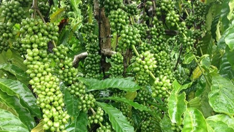 Cà phê Thuận An (TAN) lần đầu chia cổ tức