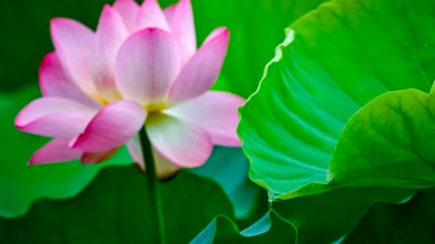 'Choáng' với công nghệ Trung Quốc: Dùng lá cây để khai thác năng lượng thuỷ điện, có nguồn cung bền vững và vô tận, dự kiến tạo ra gần 70 tỷ kWh điện/năm nếu ứng dụng rộng rãi