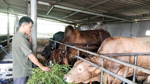 Huyện Lạng Giang (Bắc Giang): Nhiều điểm sáng trong bức tranh kinh tế - xã hội 
