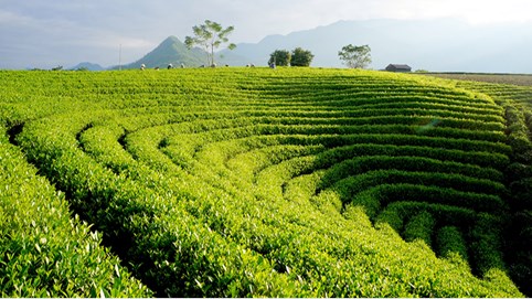 Trà Thái Nguyên: Xứng danh “Đệ nhất danh trà”! 