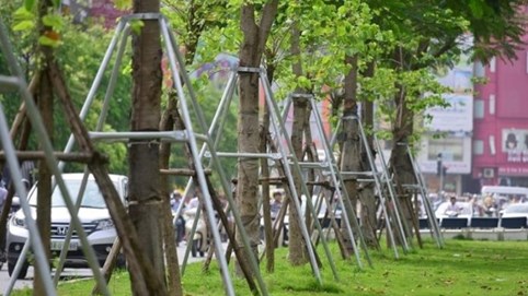 TP Hà Nội sẽ thay toàn bộ cây xanh không đạt yêu cầu, kém thẩm mỹ