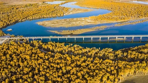 Mùa thu 'nhuộm vàng' Trung Quốc