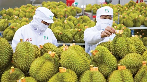 Việt Nam đứng tốp 2 Đông Nam Á, hạng 15 thế giới về xuất khẩu nông sản