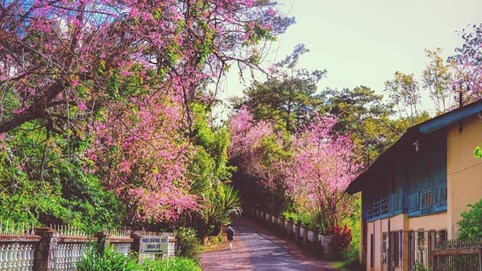 Những con “dốc tình” lãng mạn hơn phim Hàn Quốc tại Đà Lạt