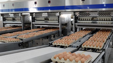 Hòa Phát bán hơn 1 triệu quả trứng mỗi ngày