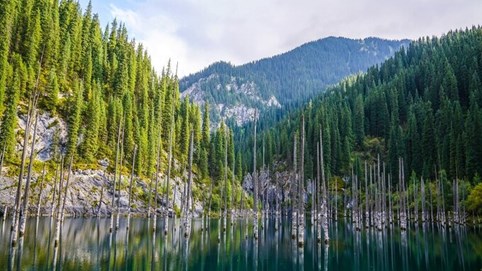 Nơi cây mọc ngược từ lòng hồ