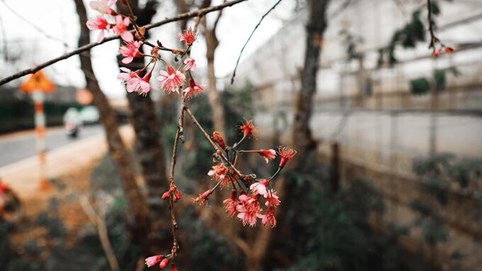 Mai anh đào Đà Lạt nở sớm
