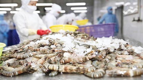 Ngành tôm bứt phá, dự báo đạt 4 tỷ USD trong năm 2024
