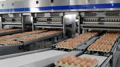 Hòa Phát sản xuất 550.000 trứng gà mỗi ngày