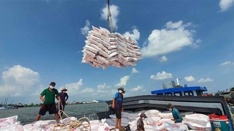 Giá gạo Việt xuất khẩu cao nhất trong 9 năm