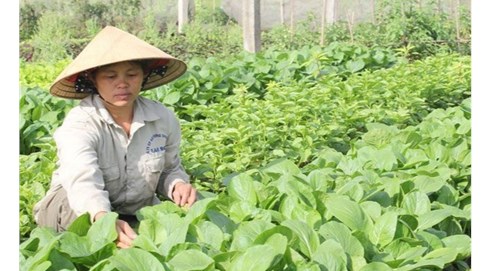 Nông sản an toàn từ bàn tay phụ nữ