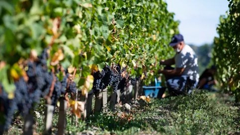 Công cụ AI có thể ‘đánh hơi’ nguồn gốc rượu vang