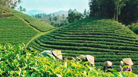 Chè Hoài Trung: Chắt chiu vị ngọt cho đời