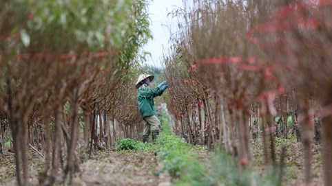 Người Nhật Tân chuẩn bị vụ đào Tết