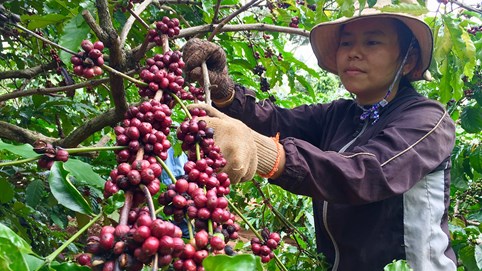 Giá cà phê thấp, nông dân không 'ngóc đầu lên được'
