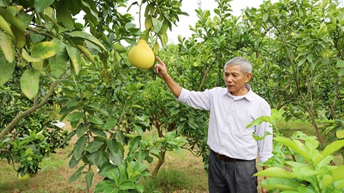 Bưởi Diễn Đức Hậu - Lưu Quang: “Nức tiếng” nhờ bàn tay “chăm bẵm” của nhà nông yêu nghề