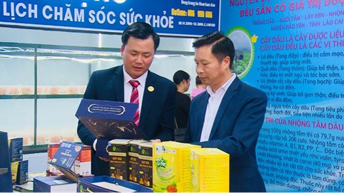 Nấm Tam Đảo: Thực phẩm bổ dưỡng cho mọi nhà!