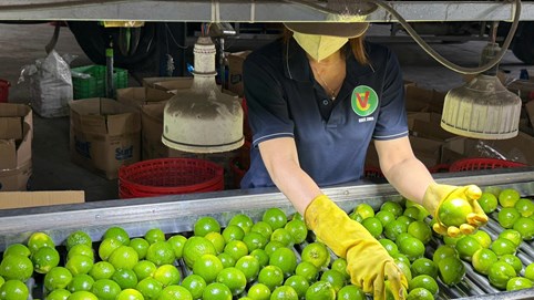 Xuất khẩu rau quả năm 2025 đạt kỷ lục 8,5 tỷ USD, cao nhất từ trước đến nay