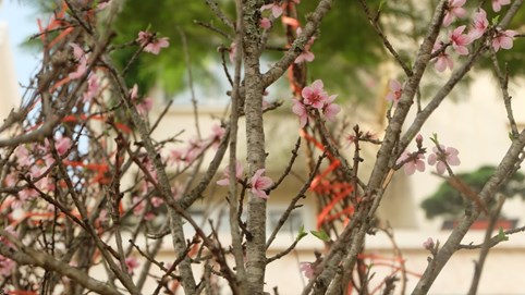 Thủ tướng: Nghiêm cấm chặt đào rừng chơi Tết