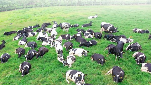 Xuân về trên thiên đường sữa Mộc Châu