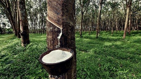 Thị trường hàng hoá: Thanh khoản mỏng, giá cao su đi ngang trong kỳ nghỉ Giáng sinh