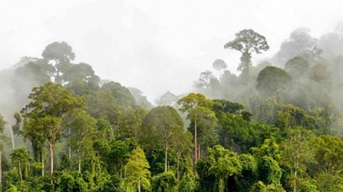 Thử thách tột độ giữa rừng hoang Borneo, Malaysia