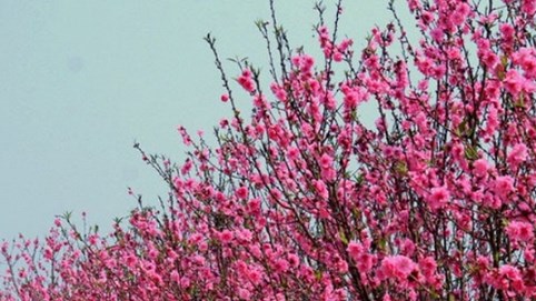 Cước vận chuyển đào, mai tết bằng máy bay gần 500.000 đồng/bó