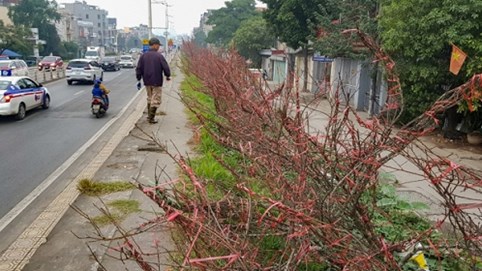 Đào rừng ngập tràn Thủ đô, giá tiền triệu mỗi cành