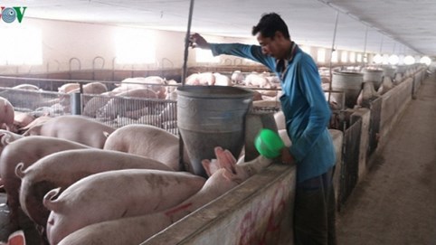 Tiếp tục họp bàn với các doanh nghiệp điều chỉnh giảm giá thịt lợn