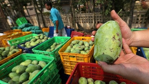 Lô xoài đầu tiên từ Sơn La xuất khẩu sang thị trường Mỹ