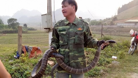 Nóng 24h qua: Đem rắn hổ mang 