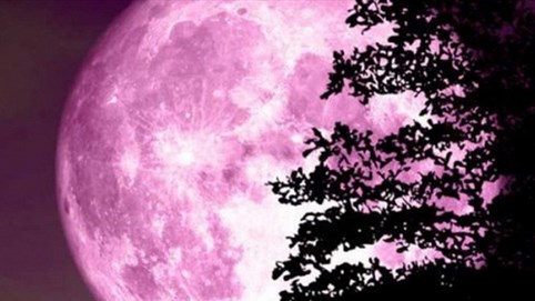 Hôm nay sẽ xuất hiện hiện tượng mặt trăng hồng kỳ thú