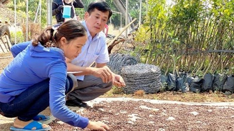 Chuyên gia Viện KHKT Nông - Lâm nghiệp Tây Nguyên: “Đàn hương là vấn đề nóng hổi cần Nhà nước quan tâm”