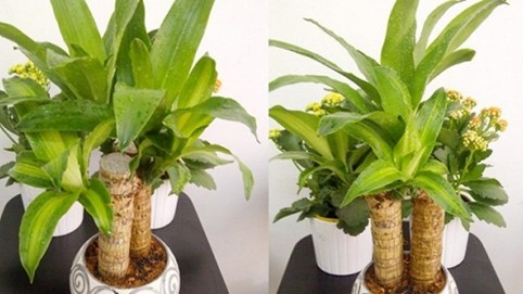 6 loại cây phong thủy mang đến tài lộc, thịnh vượng cho gia chủ bạn nên sắm ngay từ bây giờ