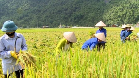 Xuất khẩu gạo phải bảo đảm an ninh lương thực quốc gia