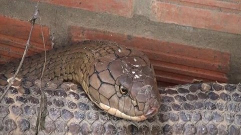 Nóng 24h qua: Bắt được cặp rắn hổ khổng lồ kèm theo ổ rắn con