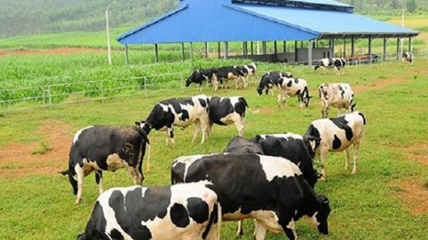 Vinamilk muốn đầu tư dự án nuôi bò hơn 1.200 tỷ đồng tại Hà Tĩnh