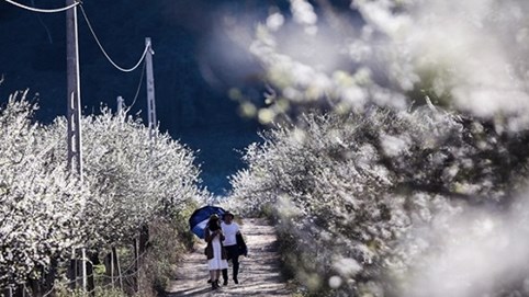 Mộc Châu mùa hoa mận - Điểm đến lý tưởng cho du lịch dịp Tết