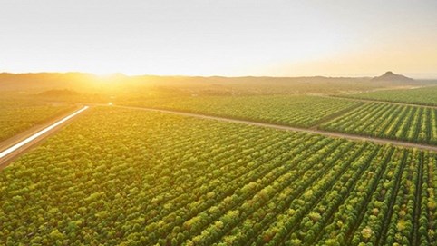 Suốt 15 năm kiên trì trồng duy nhất 1 loại cây, 2 công ty này sắp kiếm cả tấn tiền nhờ bán giá đắt gấp 5 lần bạc