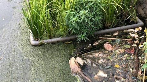 Vĩnh Yên: Cần có phương án công nghệ xử lý triệt để ô nhiễm môi trường hồ điều hoà Đầm Vậy