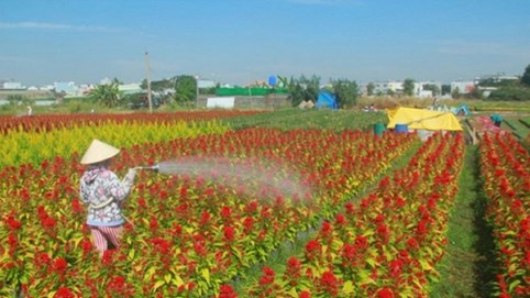 Giá hoa tết tăng, làng hoa TP.HCM phấn khởi