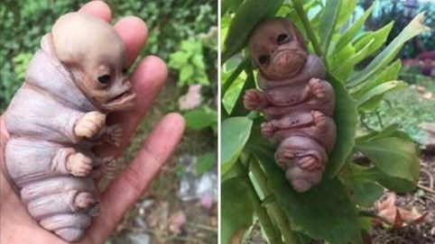 Nóng 24h qua: Xôn xao hình ảnh sinh vật lạ giống cơ thể người