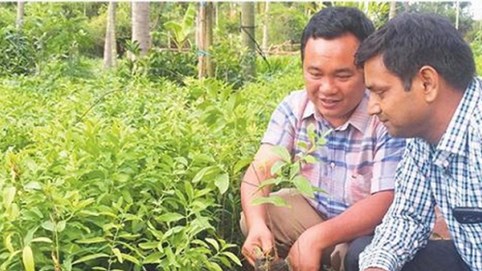 Giấc mơ phát triển cây đàn hương