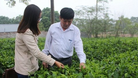 Hành trình “hồi sinh” thương hiệu chè sạch nức tiếng Thủ đô