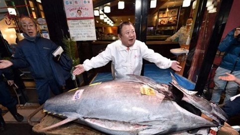 Cá ngừ 1,8 triệu USD được bán trong phiên đấu giá đầu năm mới ở Nhật