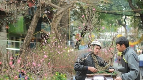 Hà Nội tổ chức 64 chợ hoa xuân phục vụ Tết Nguyên đán Kỷ Hợi