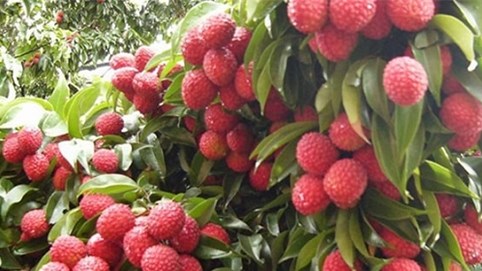 Vải thiều Việt Nam suýt lỡ hẹn xuất sang Nhật