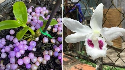 Chậu lan Huyền thoại bướm đại ngàn vừa chốt giá 15 tỷ đồng, “khủng” nhất Việt Nam?