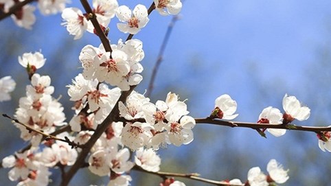 5 địa điểm tốt nhất để trải nghiệm mùa hoa anh đào ở Nhật Bản