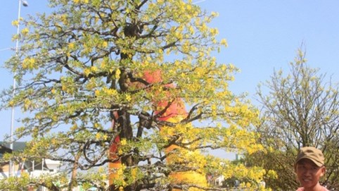 Chiêm ngưỡng cây mai cổ thụ 100 tuổi được chào bán 1,5 tỉ đồng